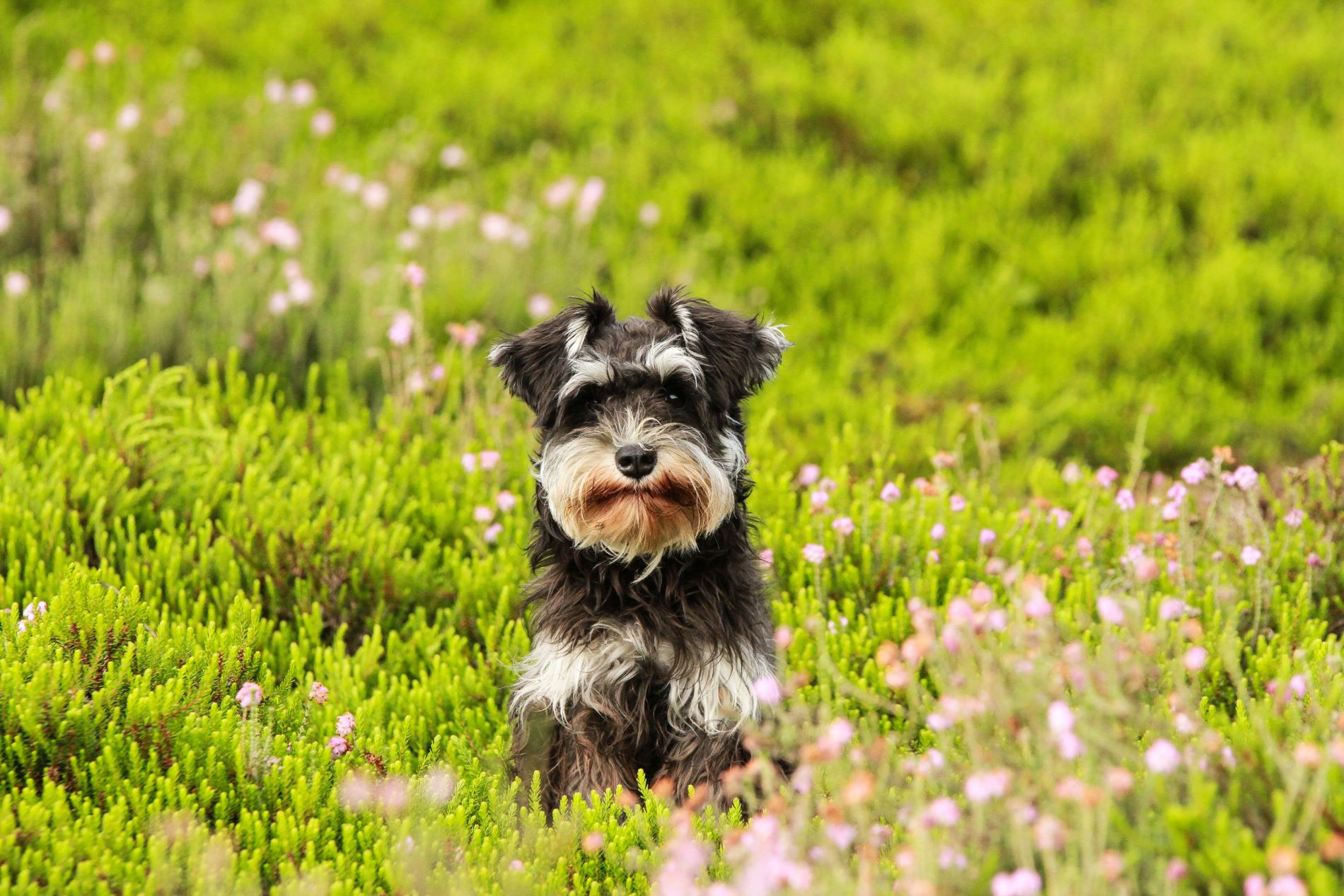 Vet Near Me Concord NC 28025 Whiskers And Paws Veterinary Wellness 